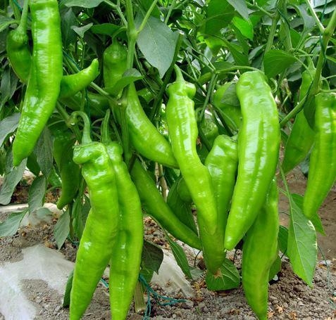 拱棚辣椒三膜两苫越冬栽培技术